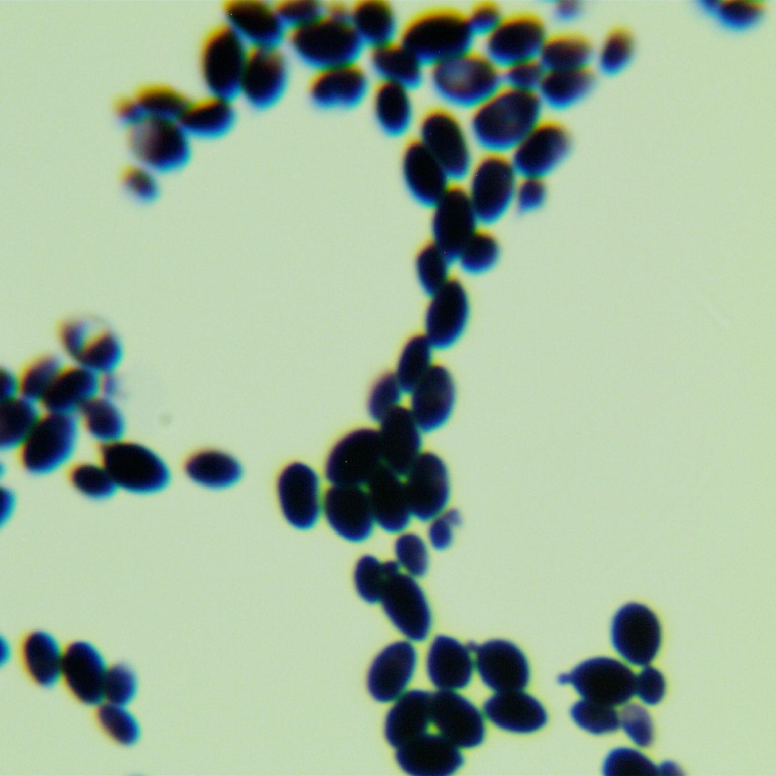 Butterfly shaped red yeast-BNCC