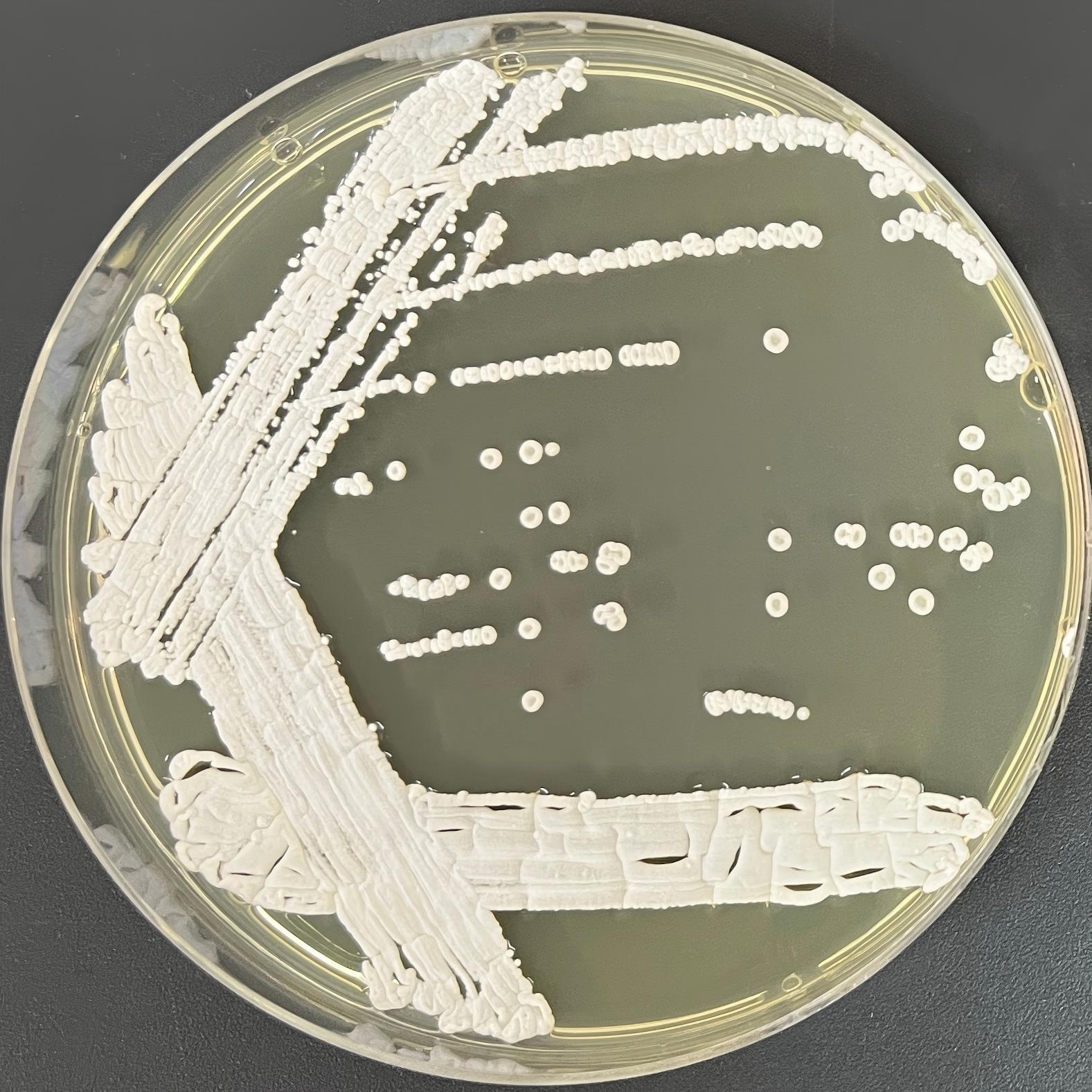 Botrytis cinerea-BNCC
