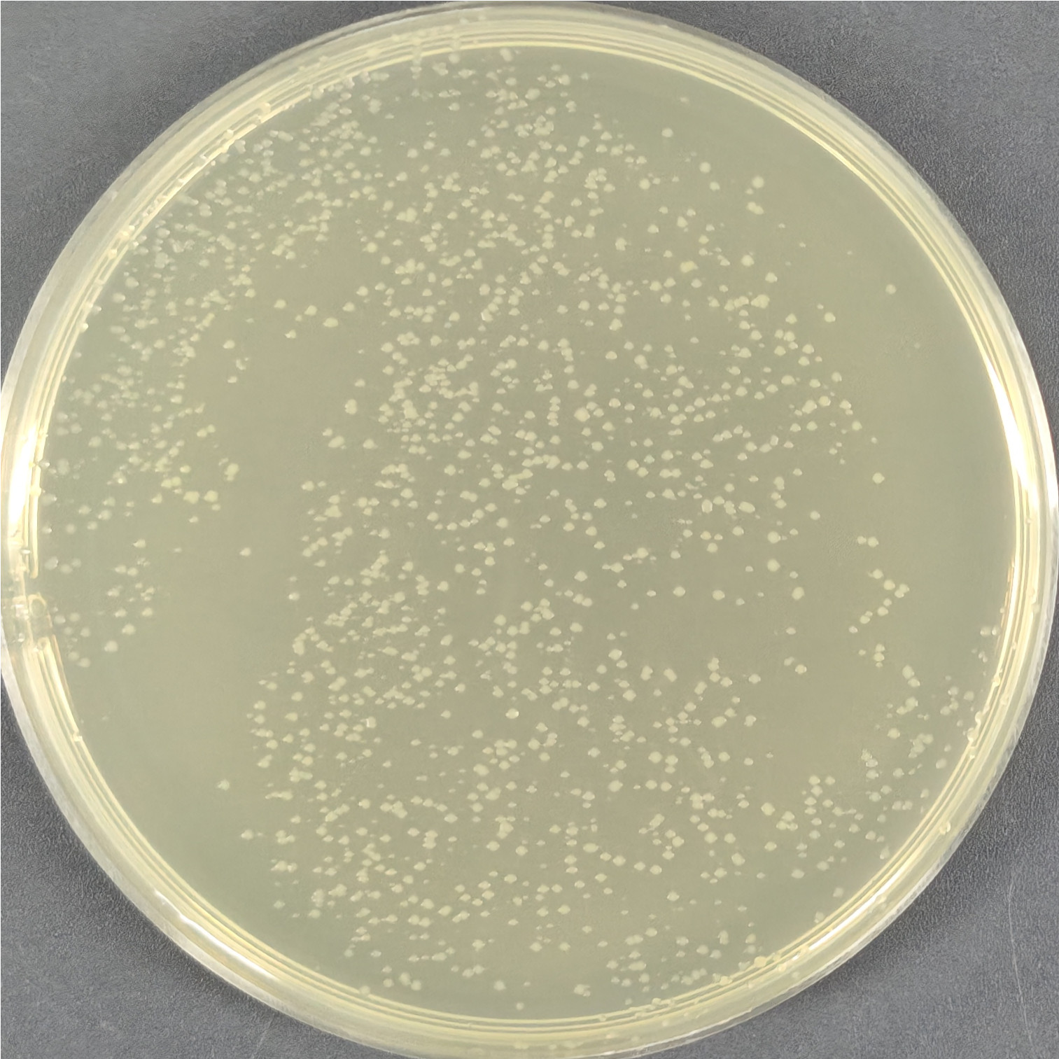 Rosetta-gami2 (DE3) competent cells-BNCC