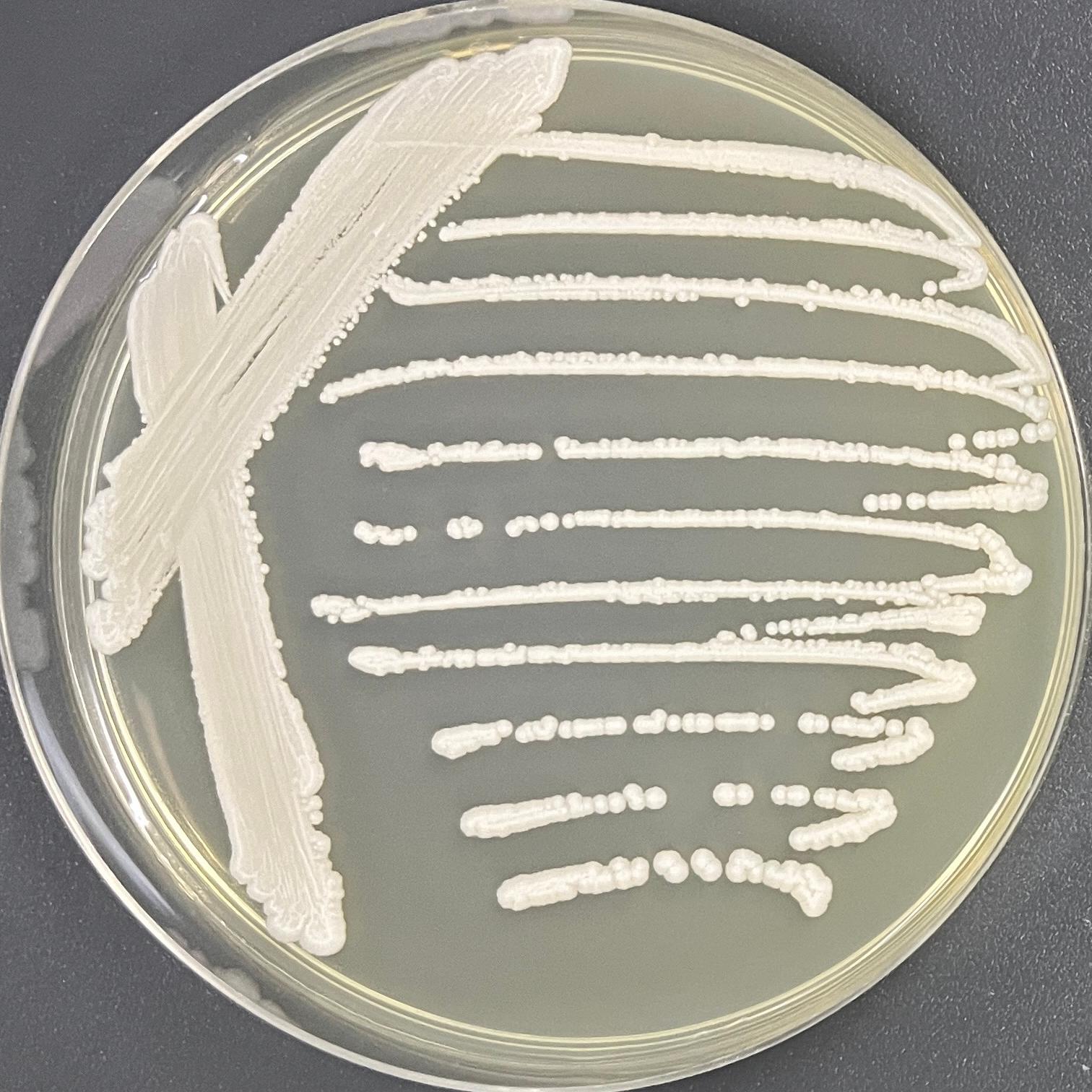 Yamanashi sugar yeast-BNCC