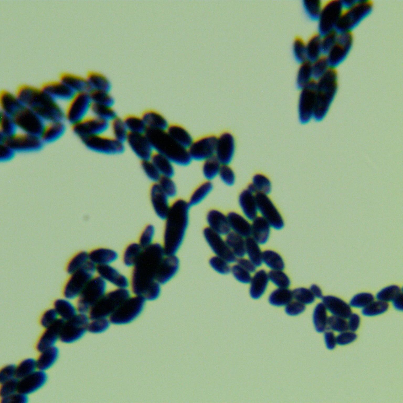 Yamanashi sugar yeast-BNCC