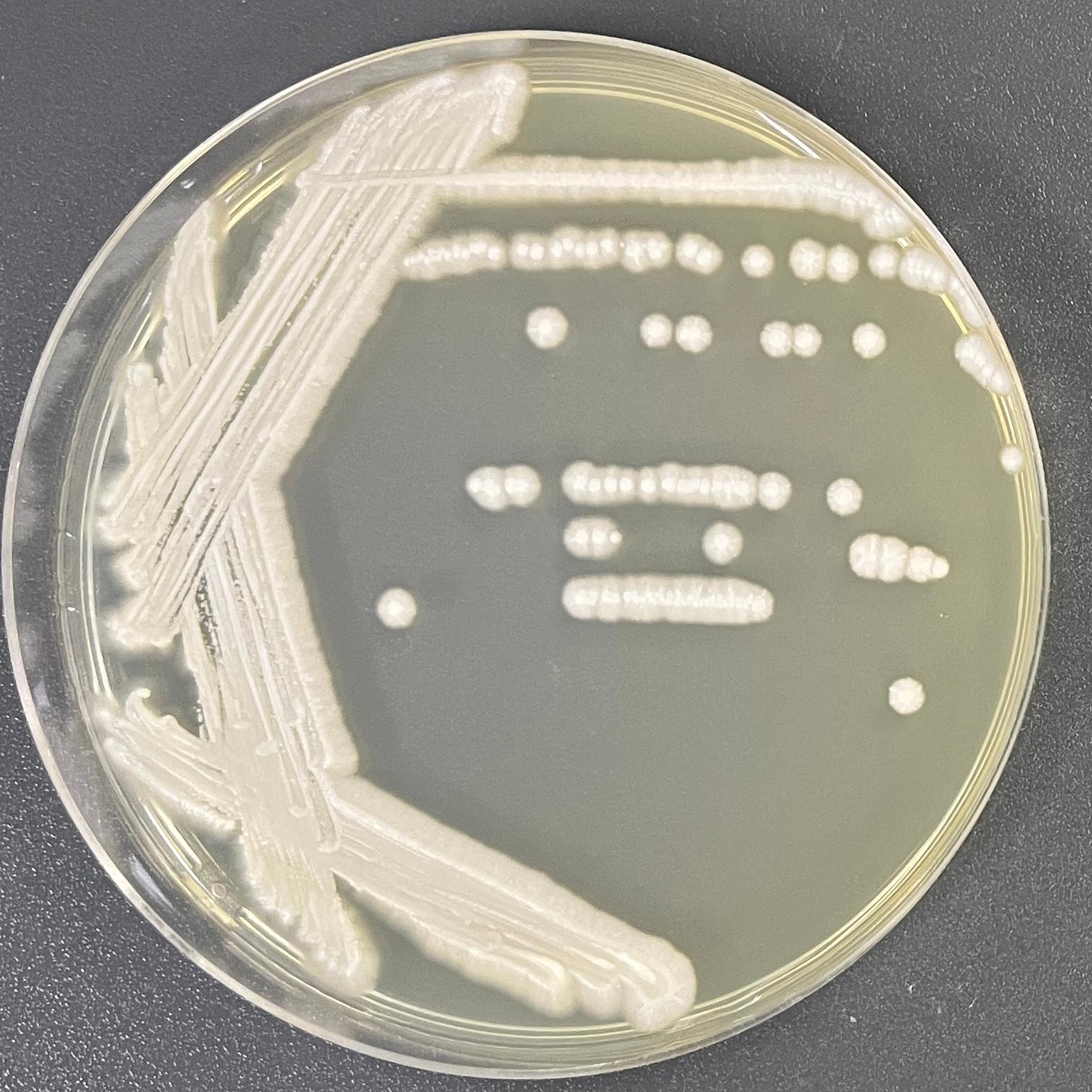 Egg shaped Kodak yeast-BNCC