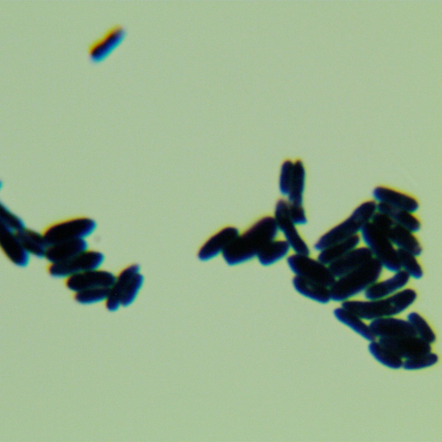 Egg shaped Kodak yeast-BNCC
