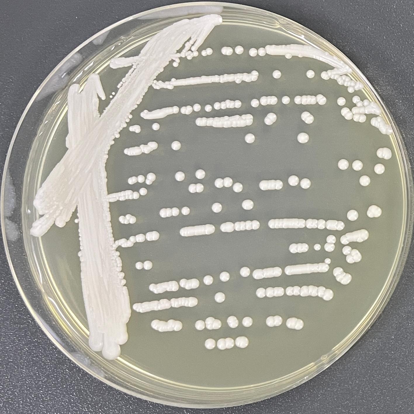 California Banito yeast-BNCC