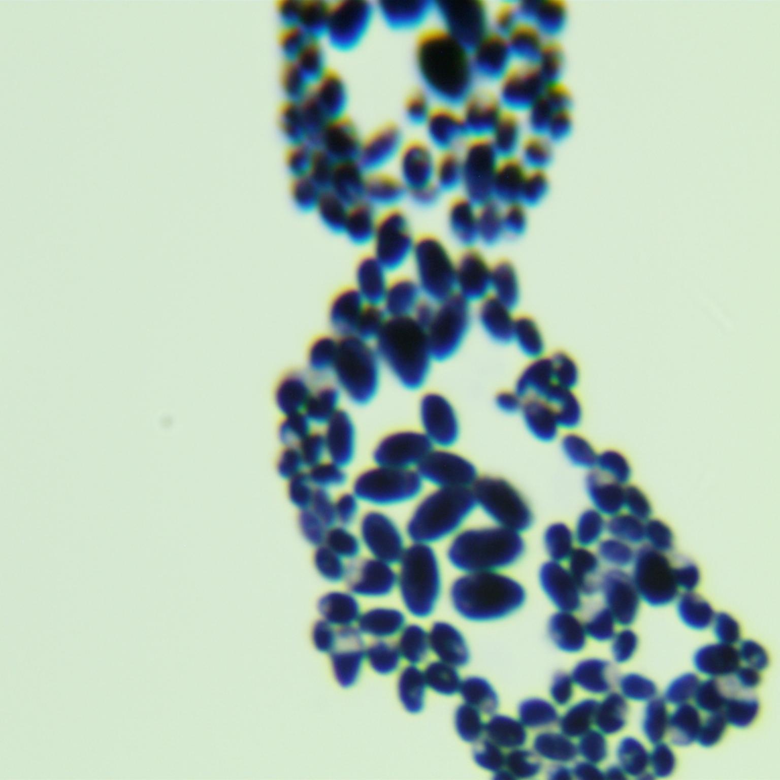 California Banito yeast-BNCC