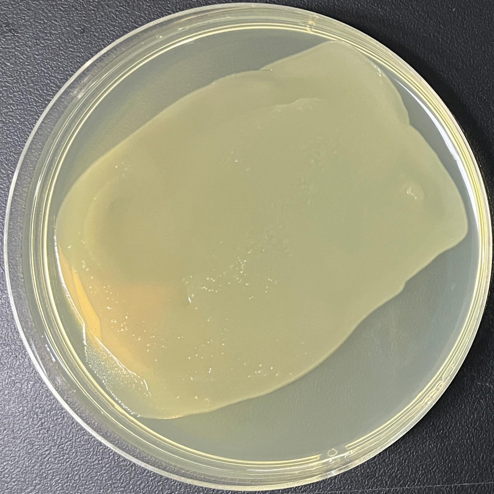 DH5α (containing pBluescript II KS(+) plasmid) E. coli-BNCC