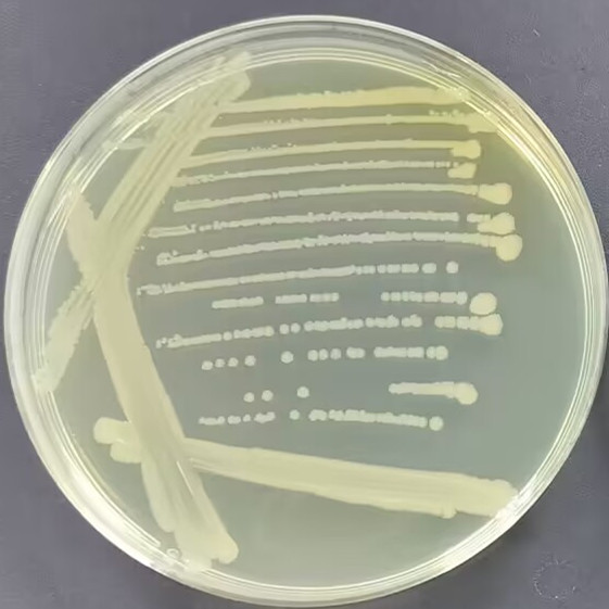 Lemo21 (DE3) Escherichia coli-BNCC