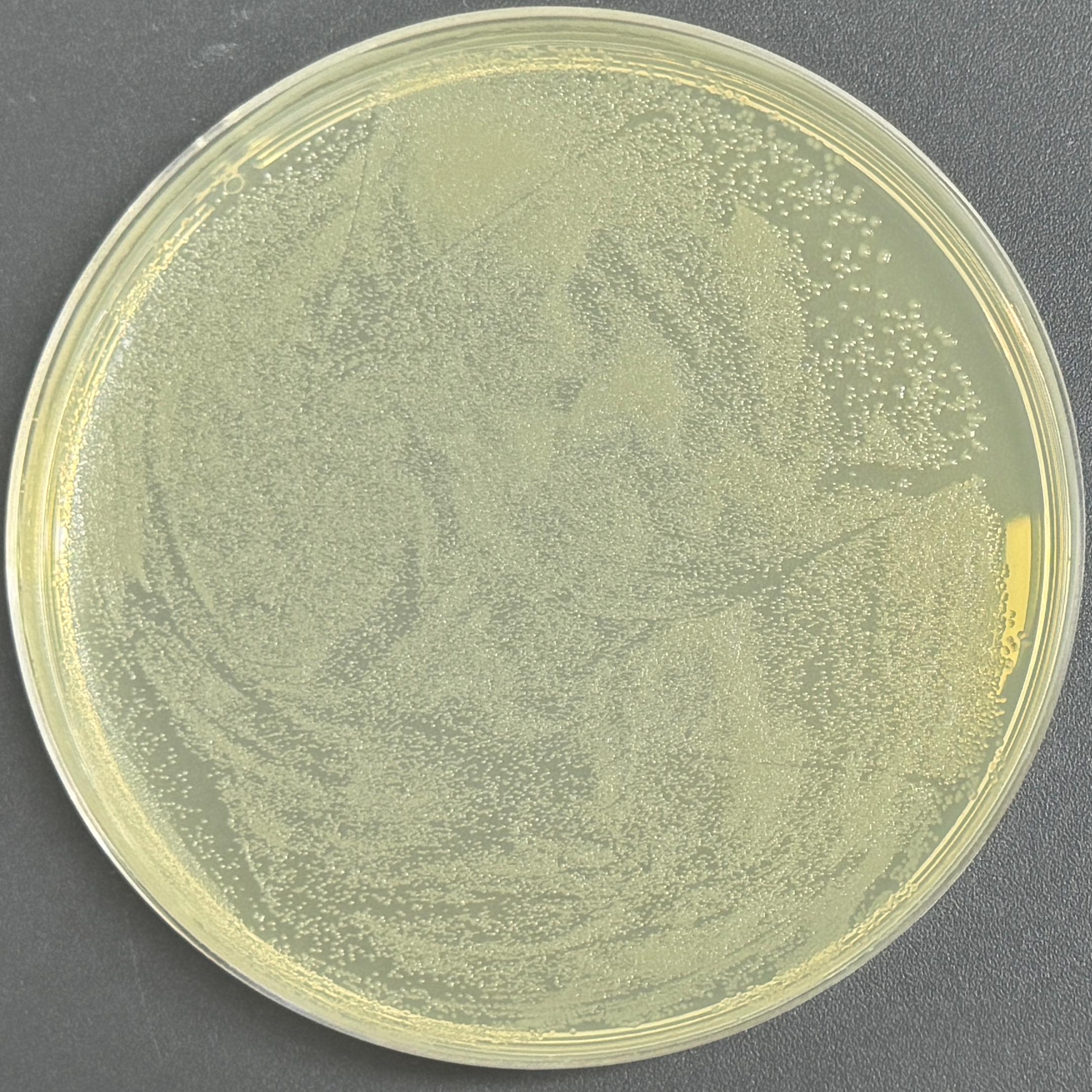 Tuner (DE3) chemocompetent cells-BNCC