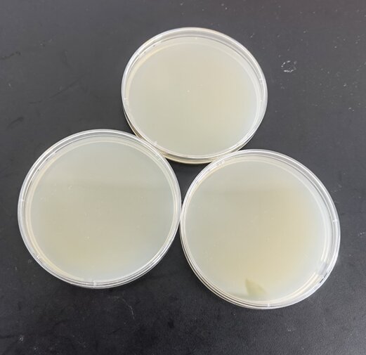 Bacterial Colony Count Standard Quality Control Sample for Single-Use Hygiene Products-BNCC