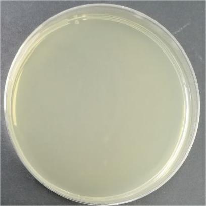 Bifidobacterium brevis-BNCC