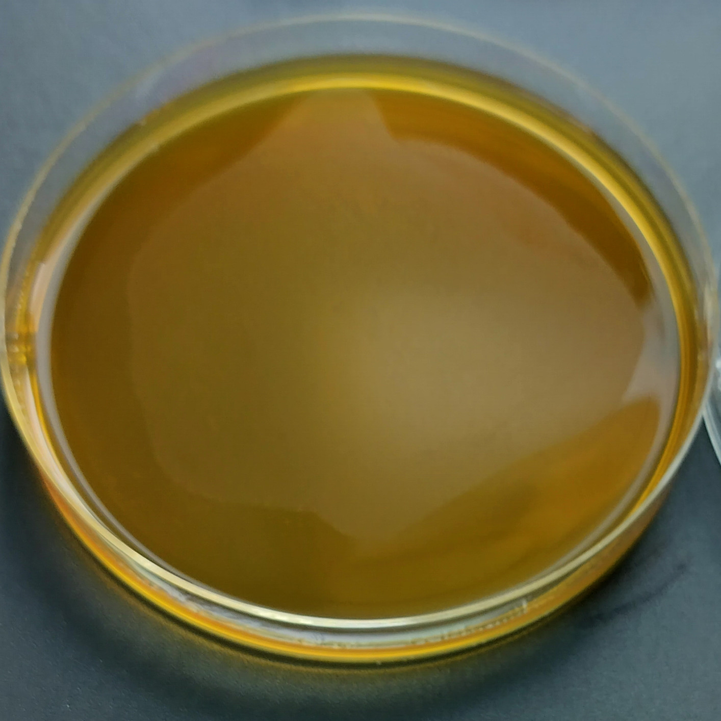 Bifidobacterium brevis-BNCC
