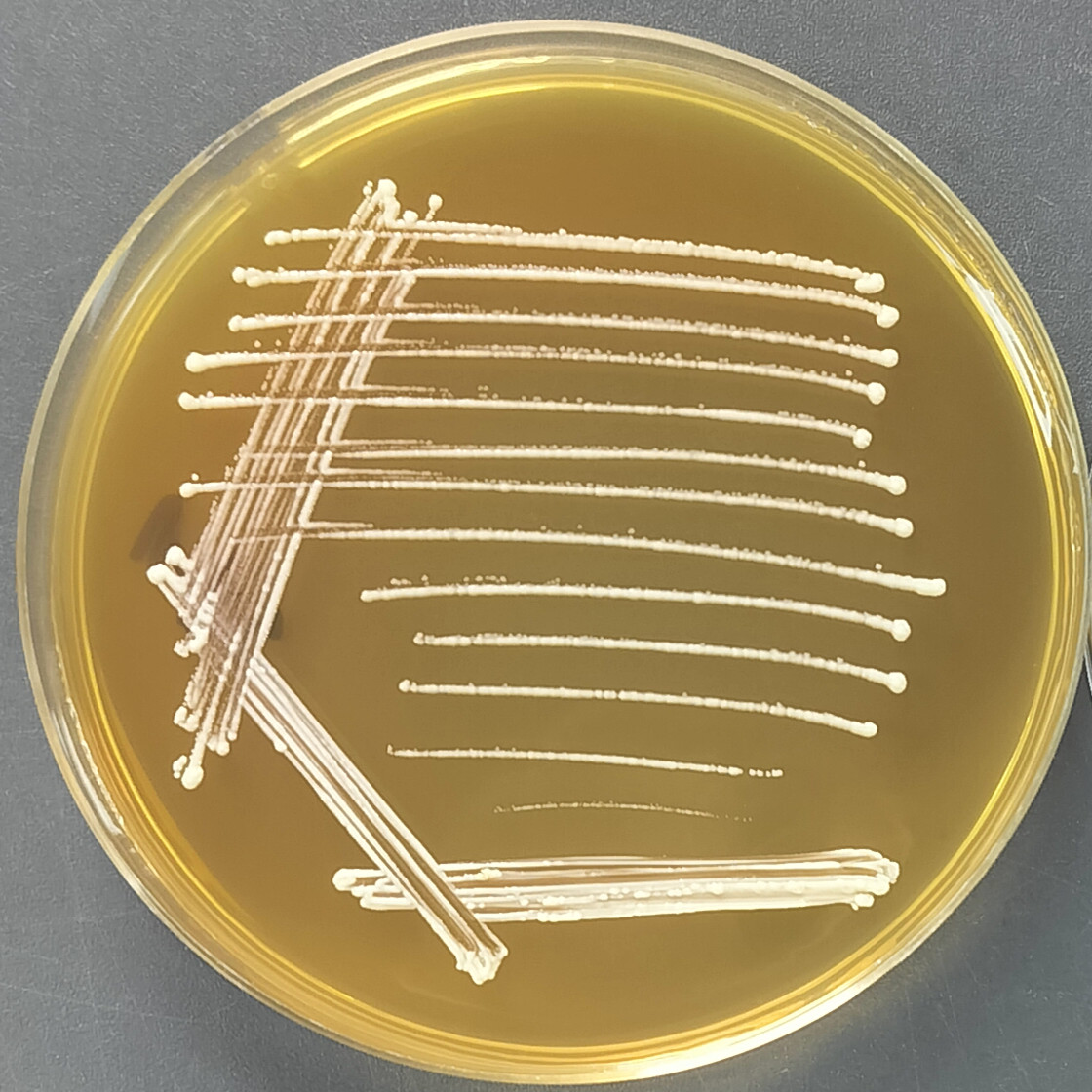 Lactobacillus rhamnosus-BNCC