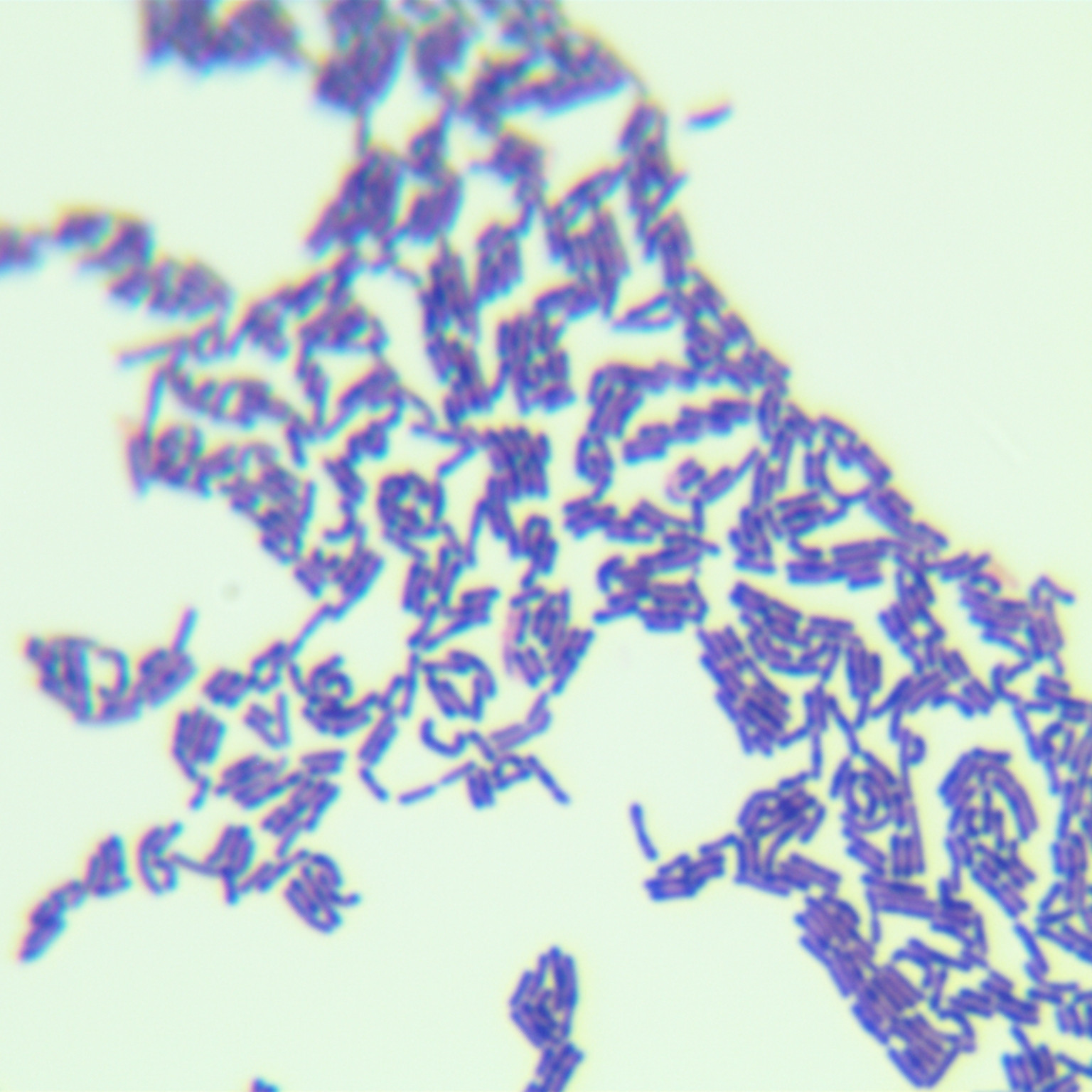 Lactobacillus rhamnosus-BNCC