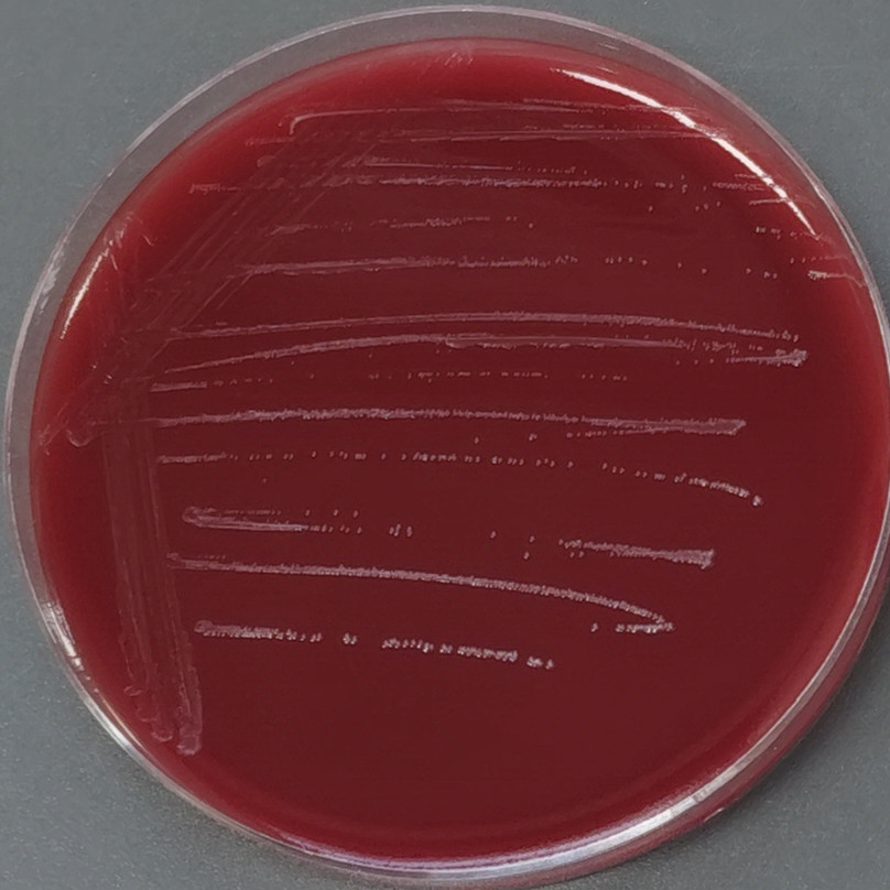 Fermented amino acid cocci-BNCC