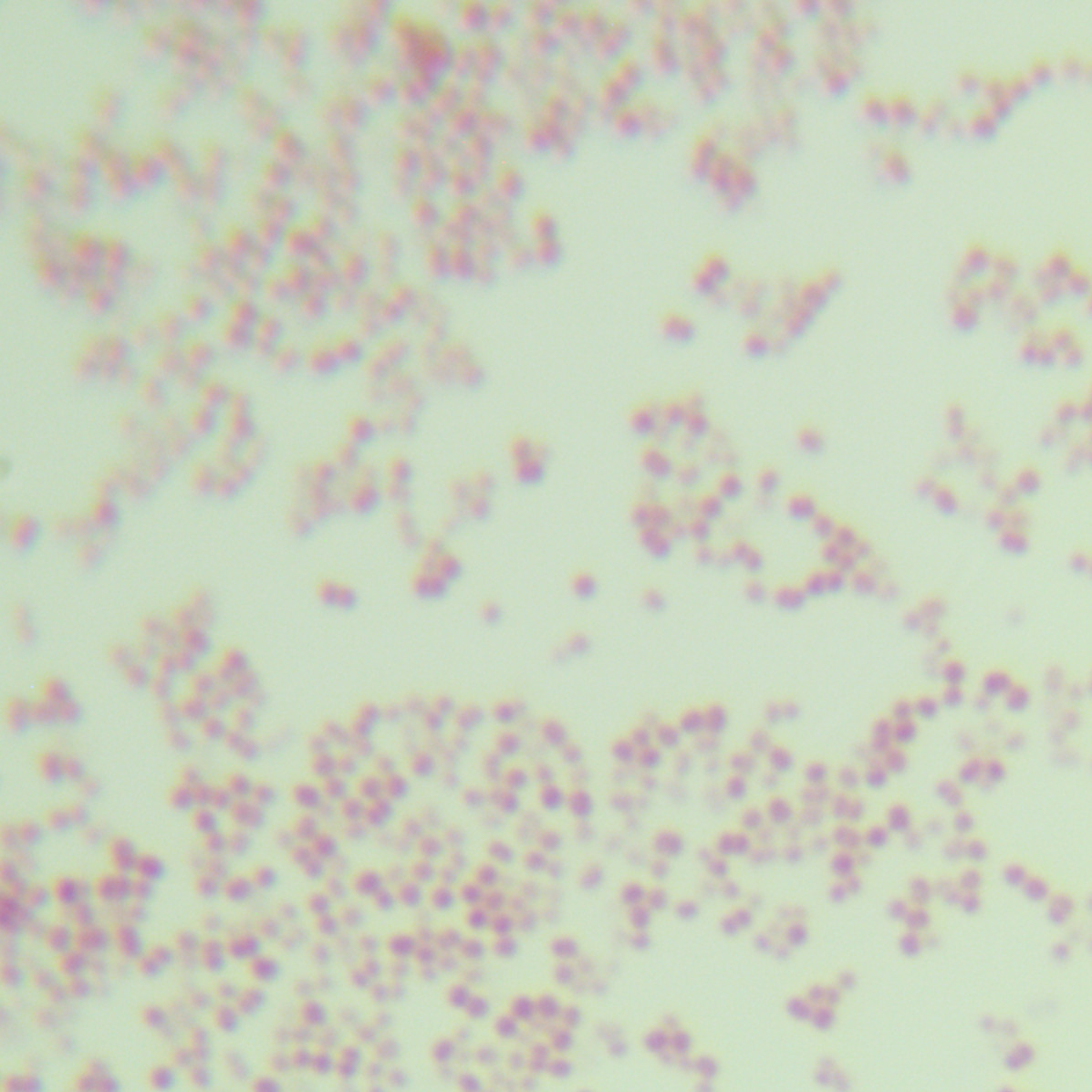 Fermented amino acid cocci-BNCC