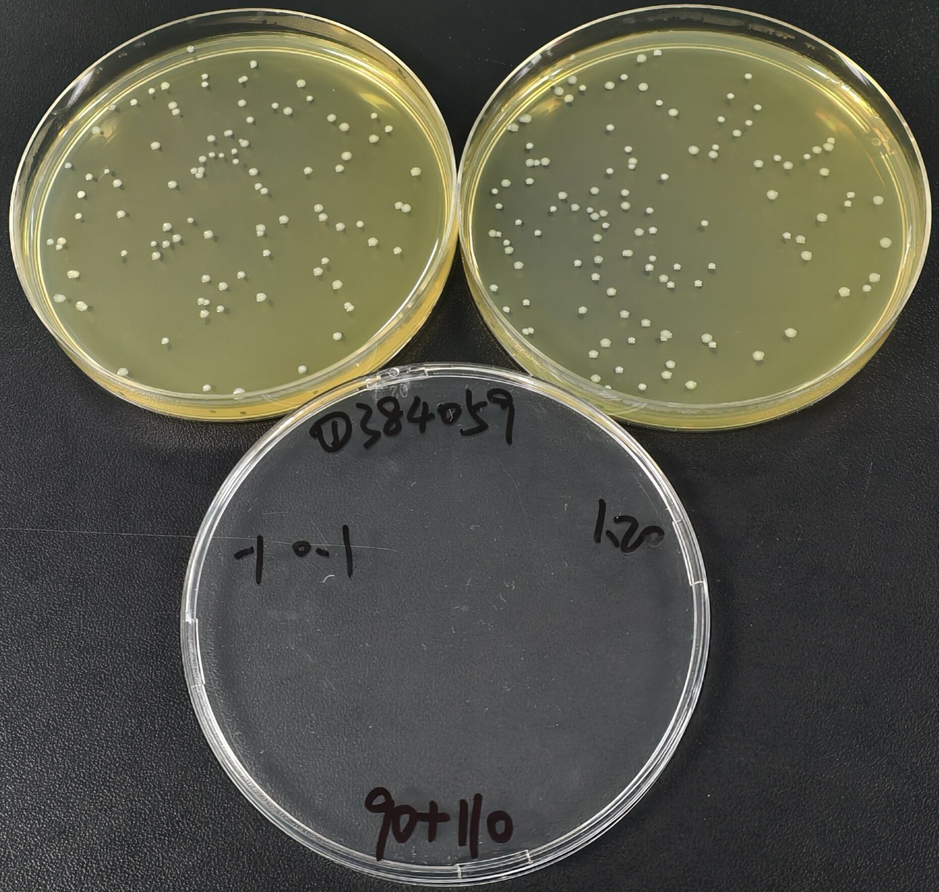 Mononuclear Phagocyte-Enriched Listeria Monocytogenes Quality Control Sample (MPN Method)-BNCC