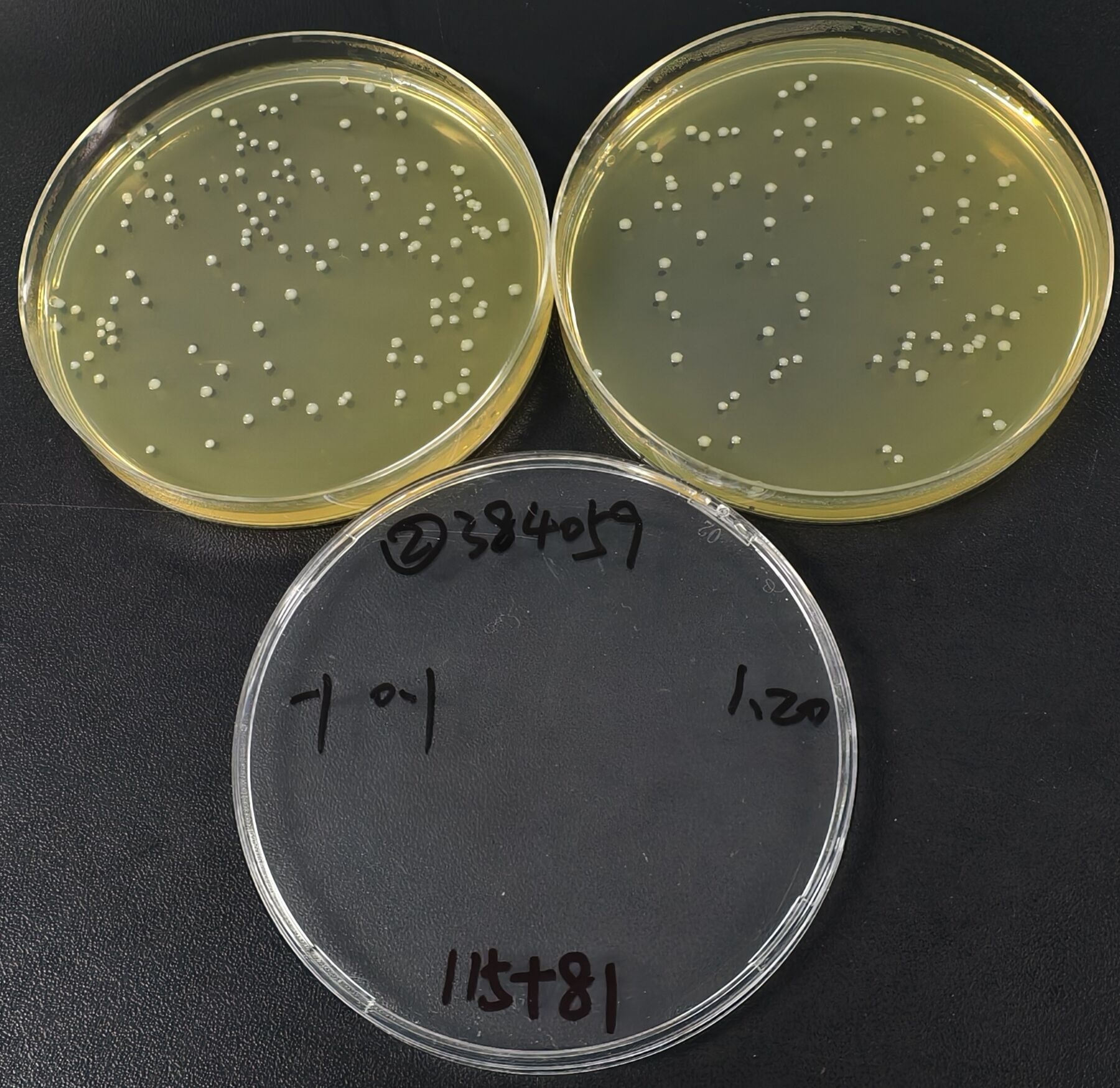 Mononuclear Phagocyte-Enriched Listeria Monocytogenes Quality Control Sample (MPN Method)-BNCC
