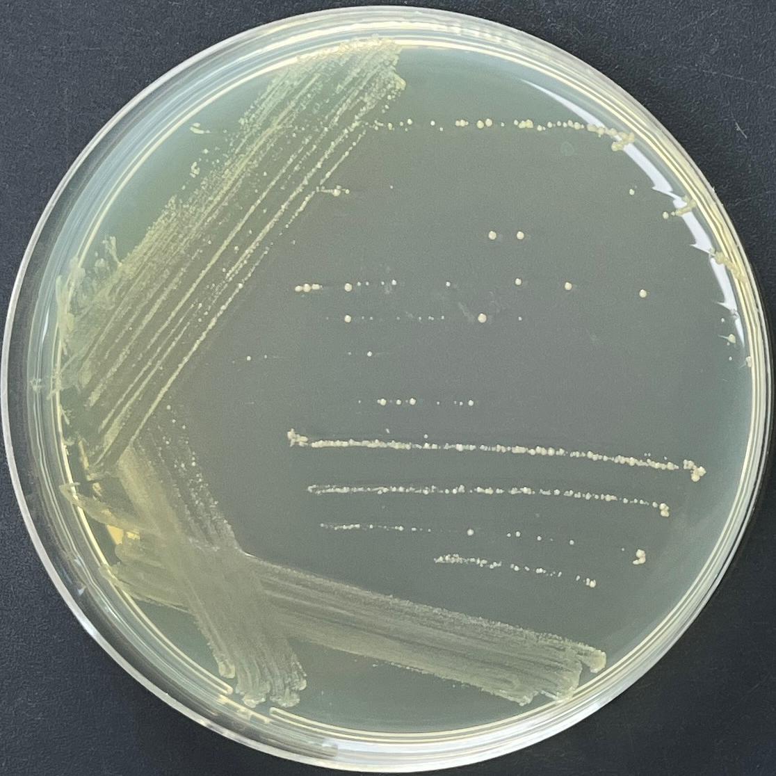 Corynebacterium glutamicum-BNCC