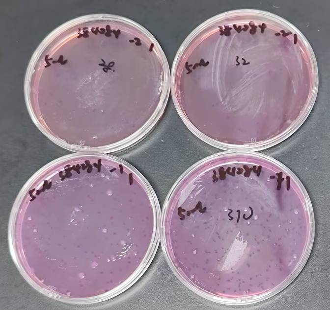 Standard substance for Plate counting of coliforms in food-BNCC