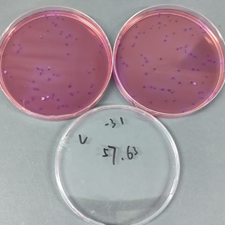 Standard substance for plate counting of coliforms in food (pouring method)-BNCC