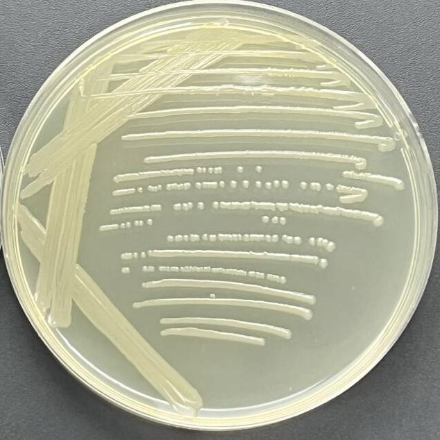 Tuner (DE3) plysS Escherichia coli-BNCC