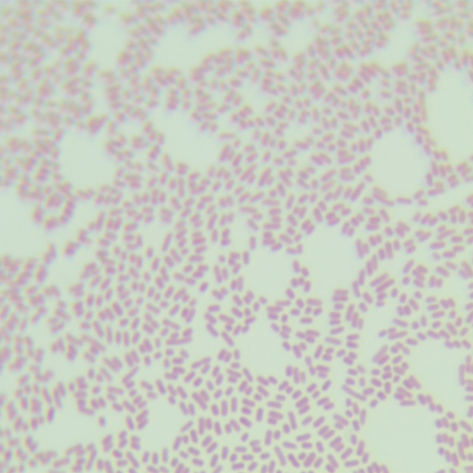 Tuner (DE3) plysS Escherichia coli-BNCC