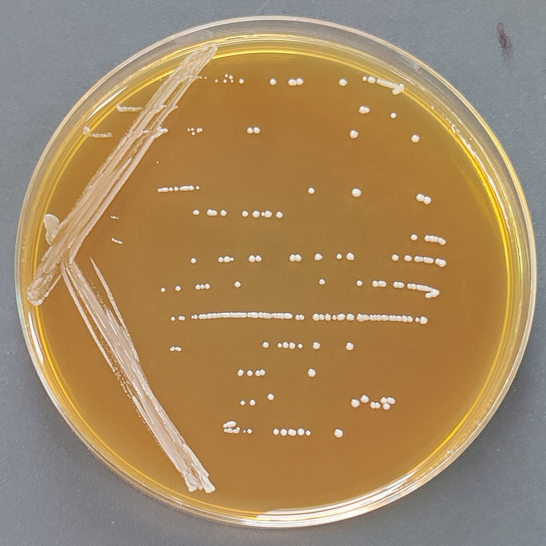 Lactobacillus paracasei subsp. paracasei-BNCC