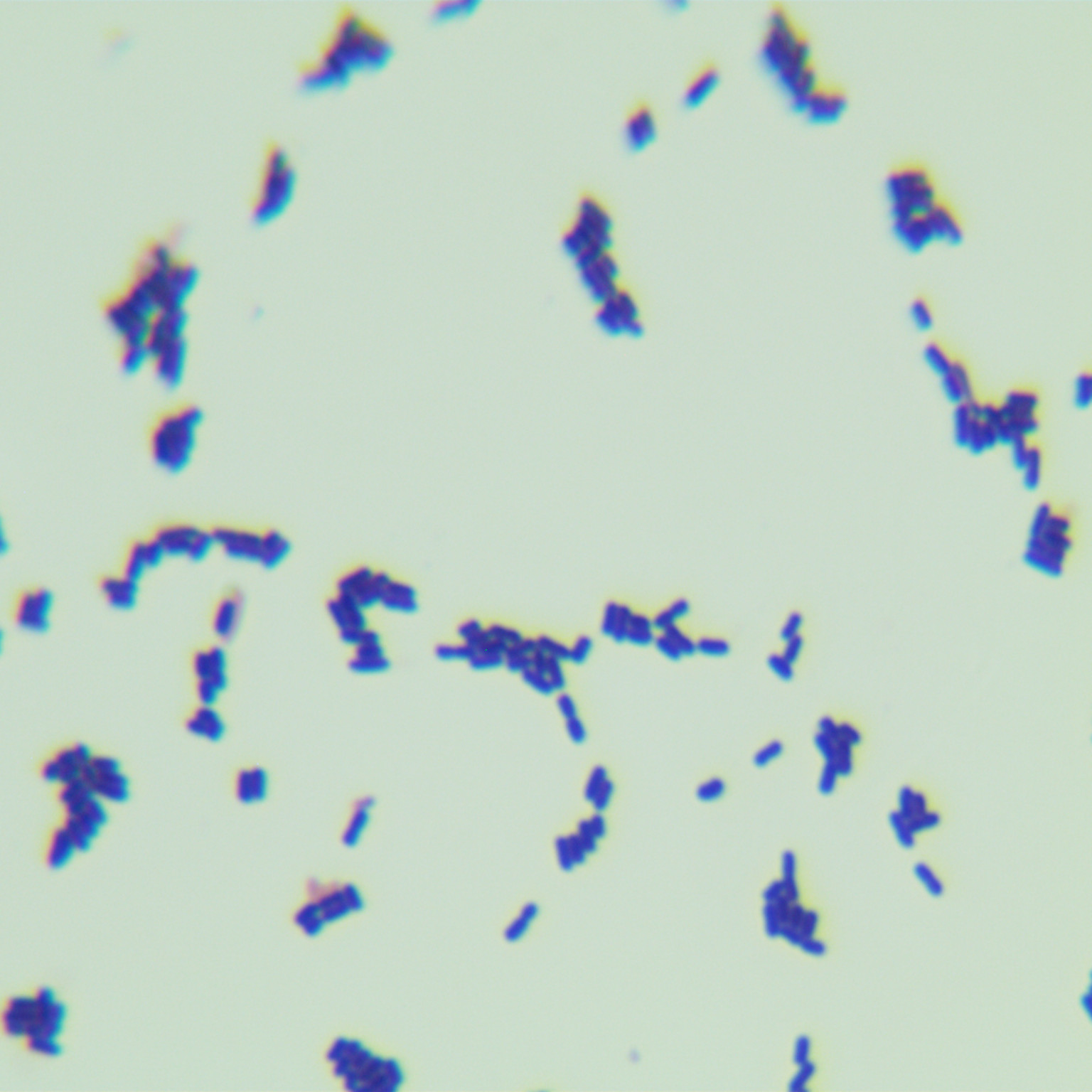 Lactobacillus paracasei subsp. paracasei-BNCC