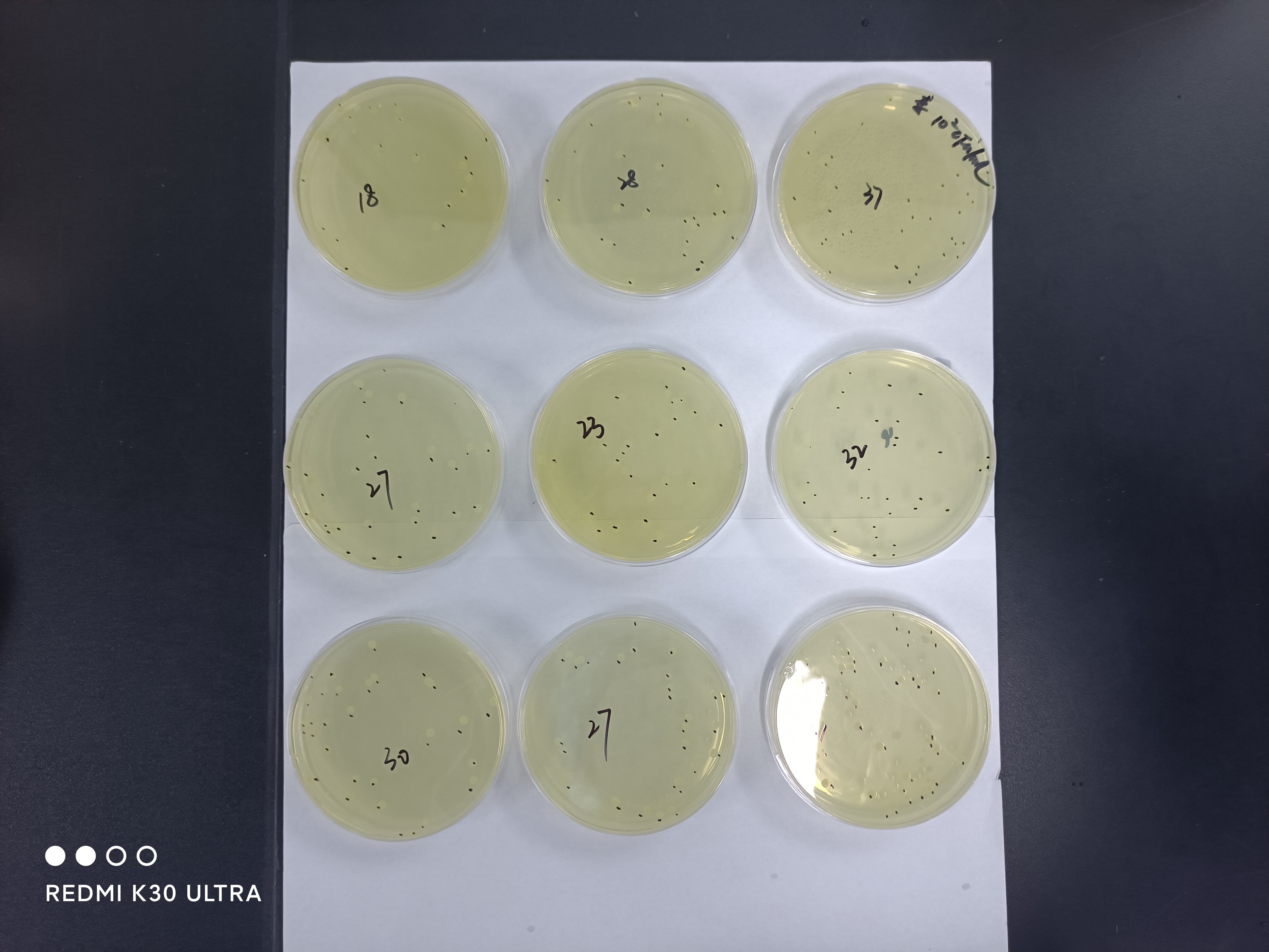 The quality control sample of Listeria monocytogenes in milk powder-BNCC