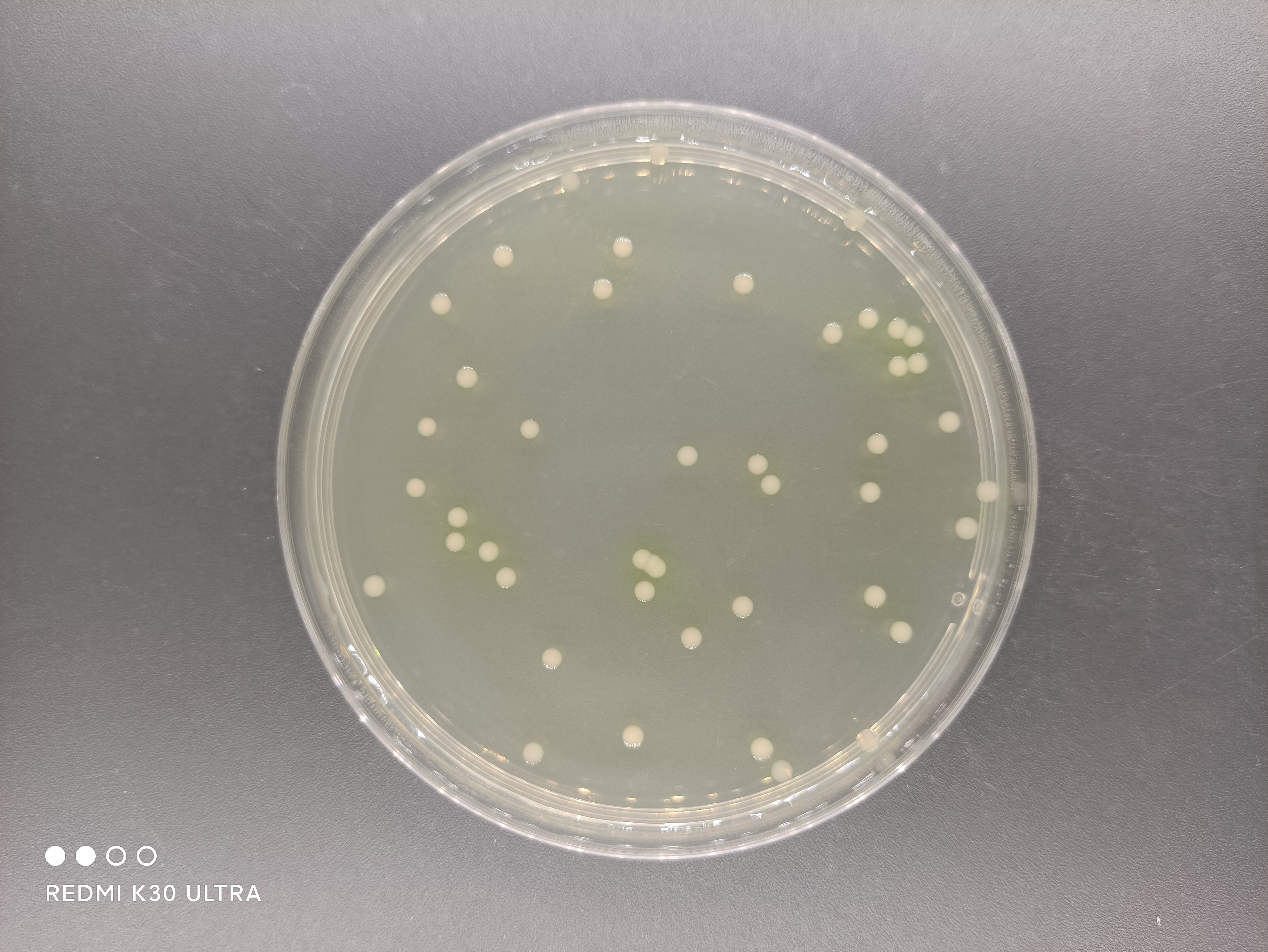Quality Control Sample for Pseudomonas aeruginosa in Cosmetics-BNCC