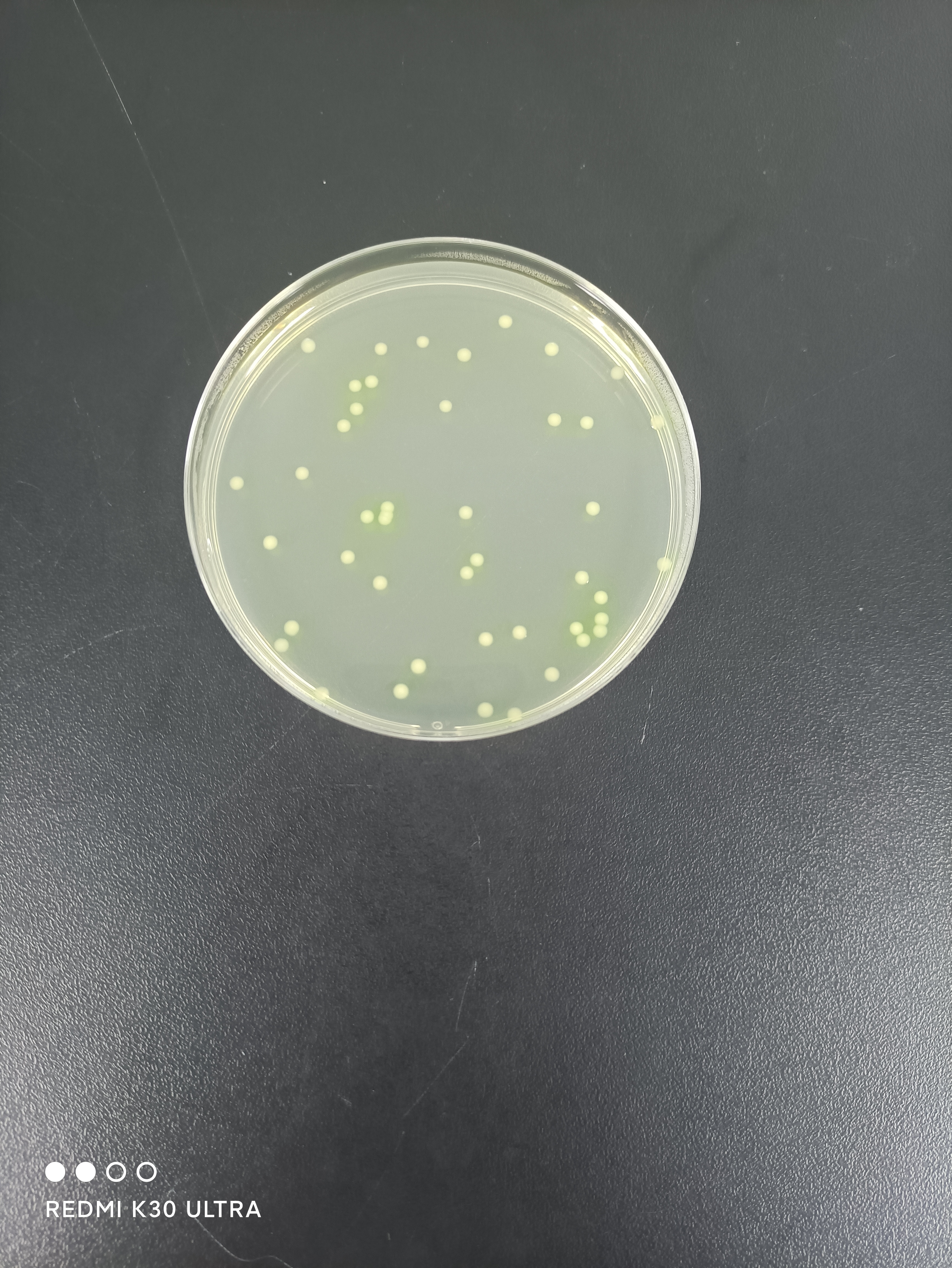 Quality Control Sample for Pseudomonas aeruginosa in Cosmetics-BNCC