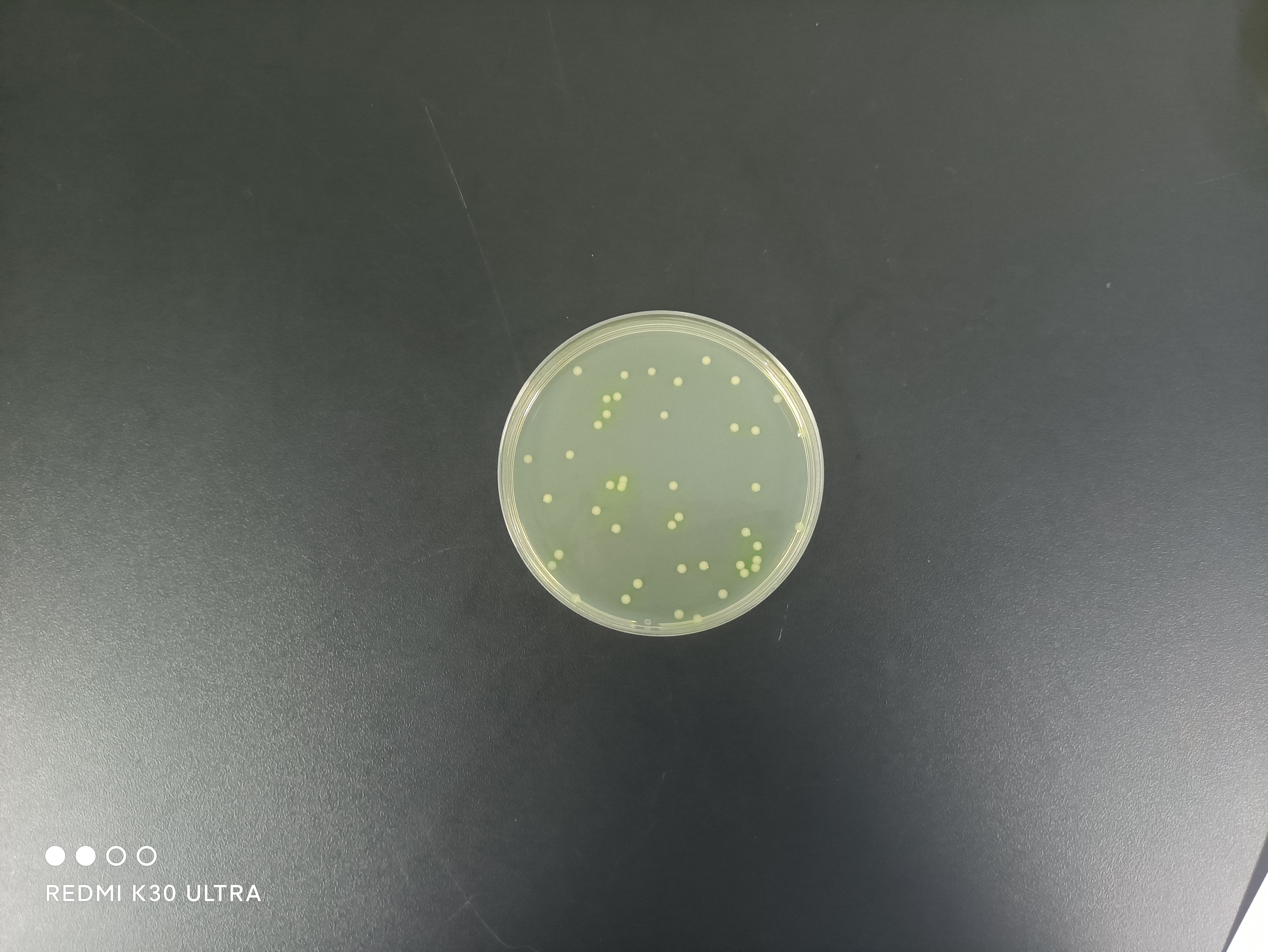 Quality Control Sample for Pseudomonas aeruginosa in Single-Use Sanitary Products-BNCC