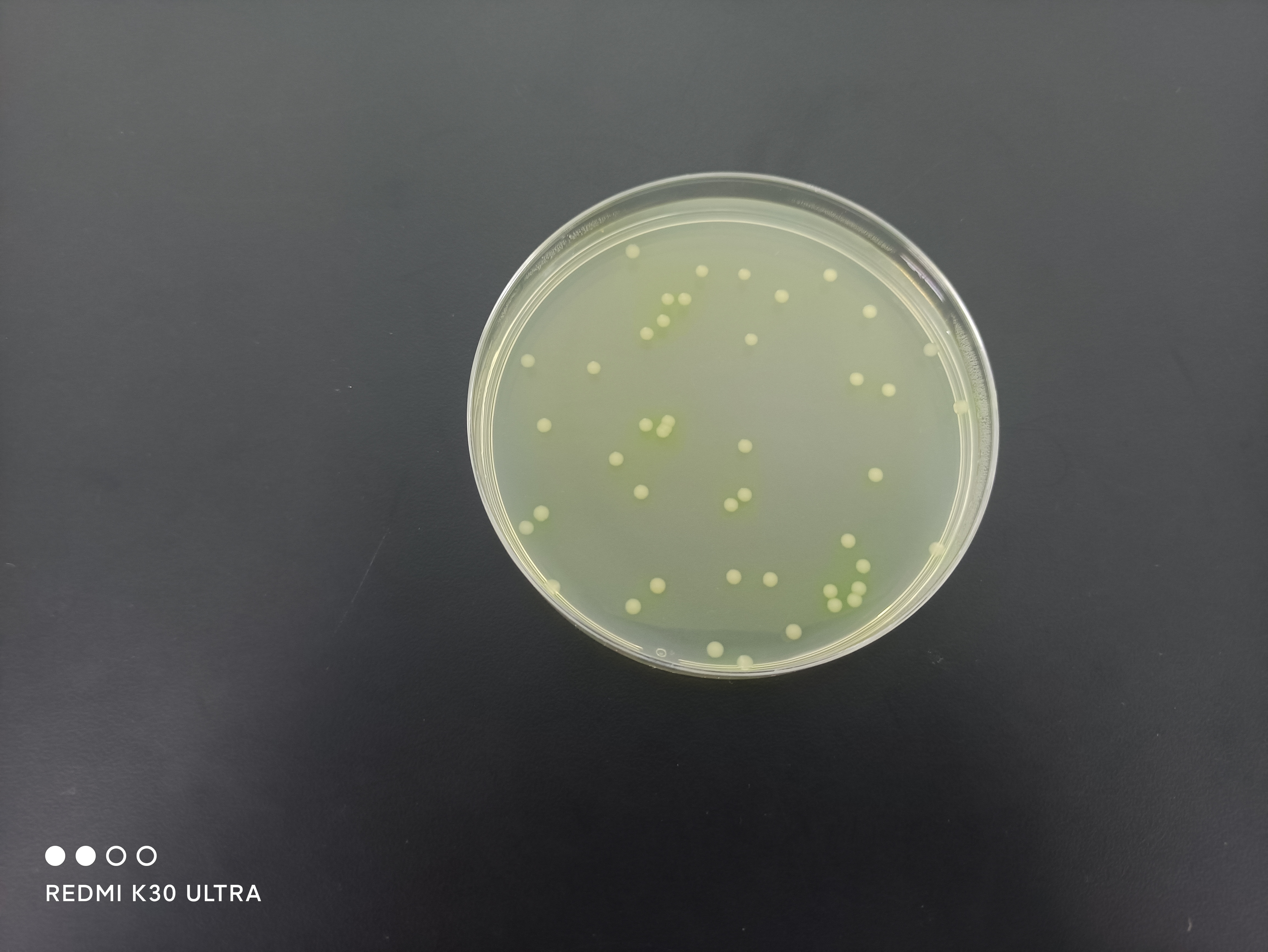 Quality Control Sample for Pseudomonas aeruginosa in Single-Use Sanitary Products-BNCC