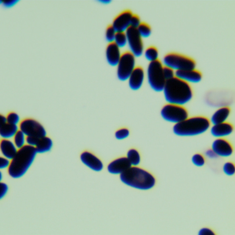 Saccharomyces cerevisiae-BNCC