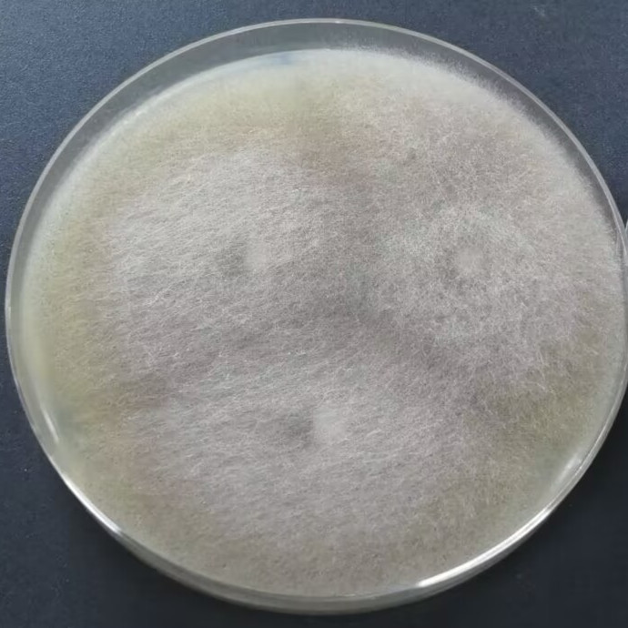 Mucor genus-BNCC