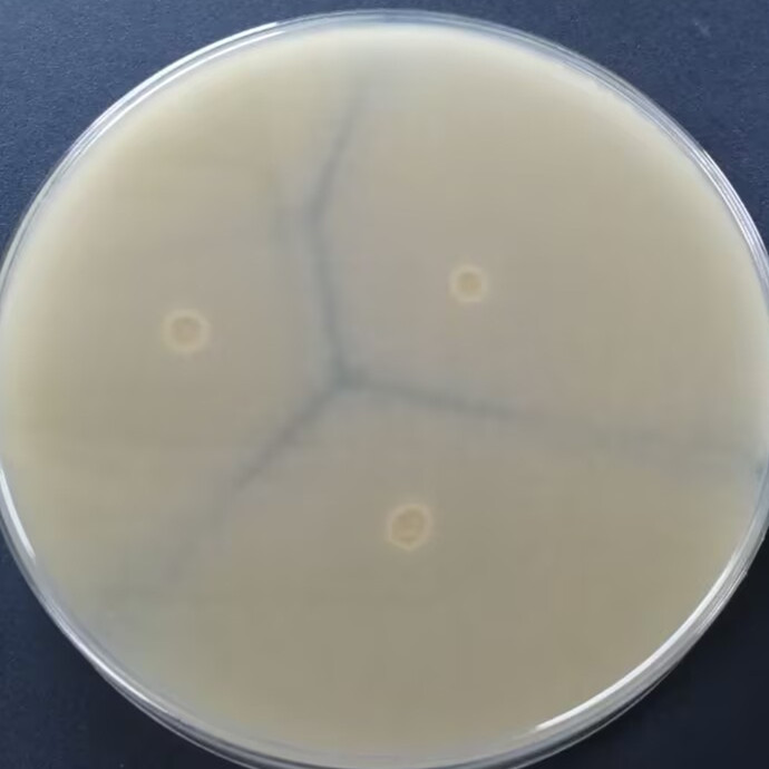 Mucor genus-BNCC