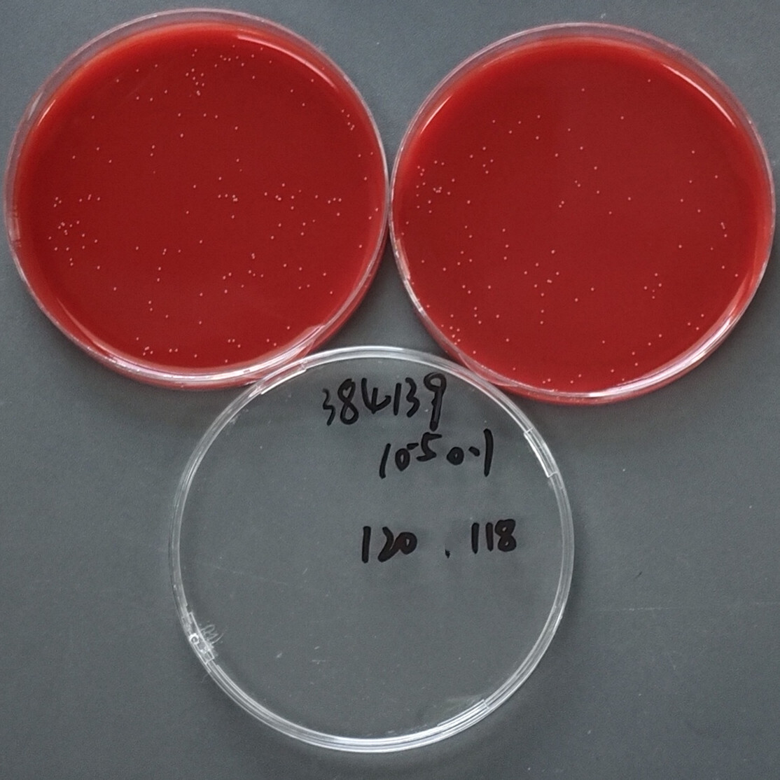 Pasteurella Porphyromonas-BNCC