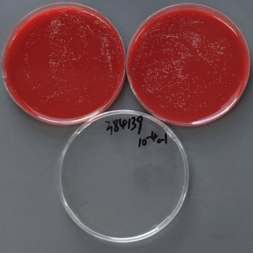 Pasteurella Porphyromonas-BNCC