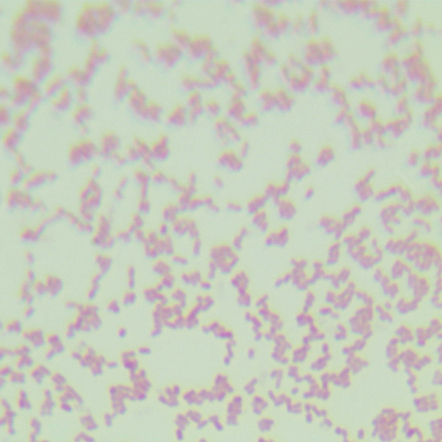 Escherichia coli-BNCC
