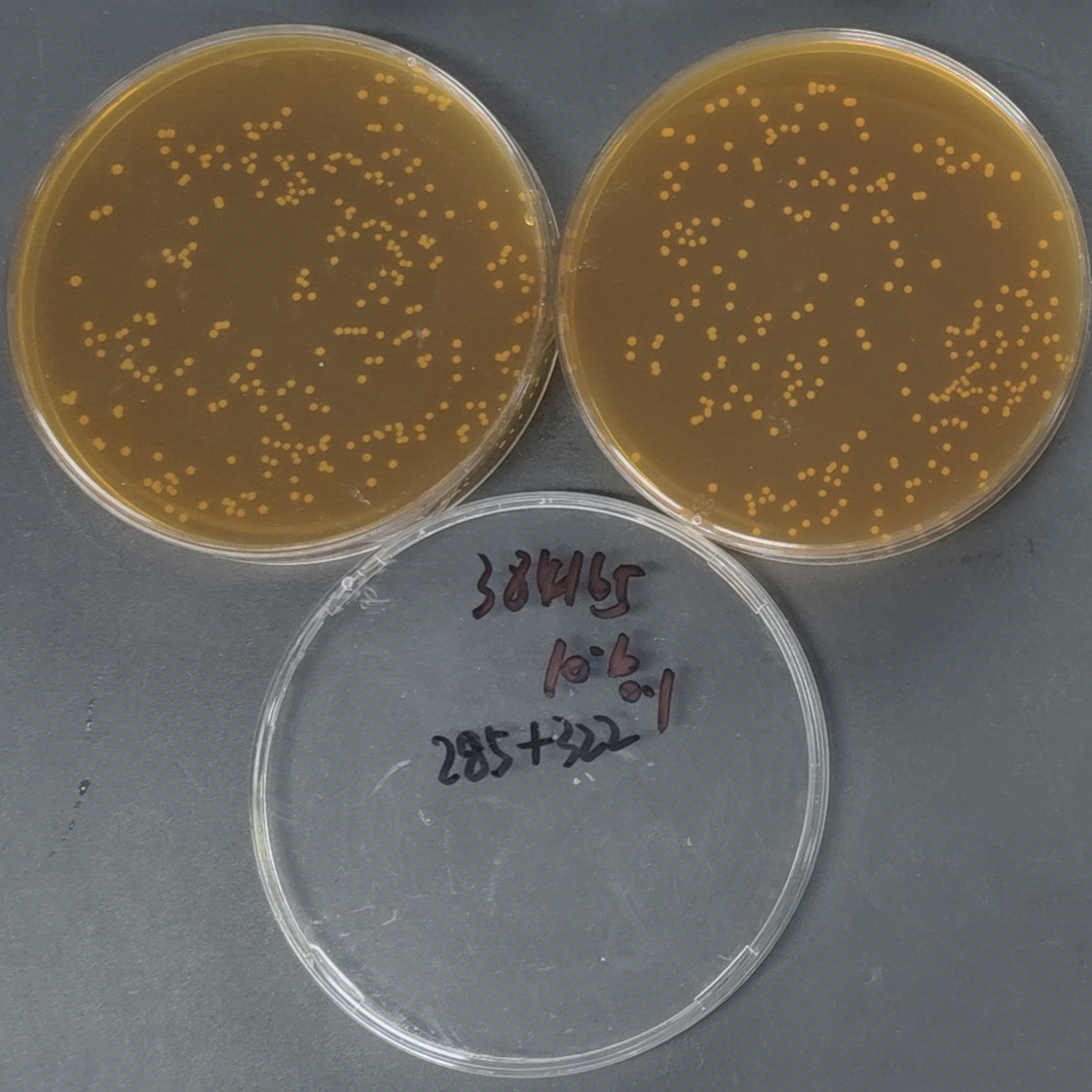 Lactobacillus plantarum-BNCC