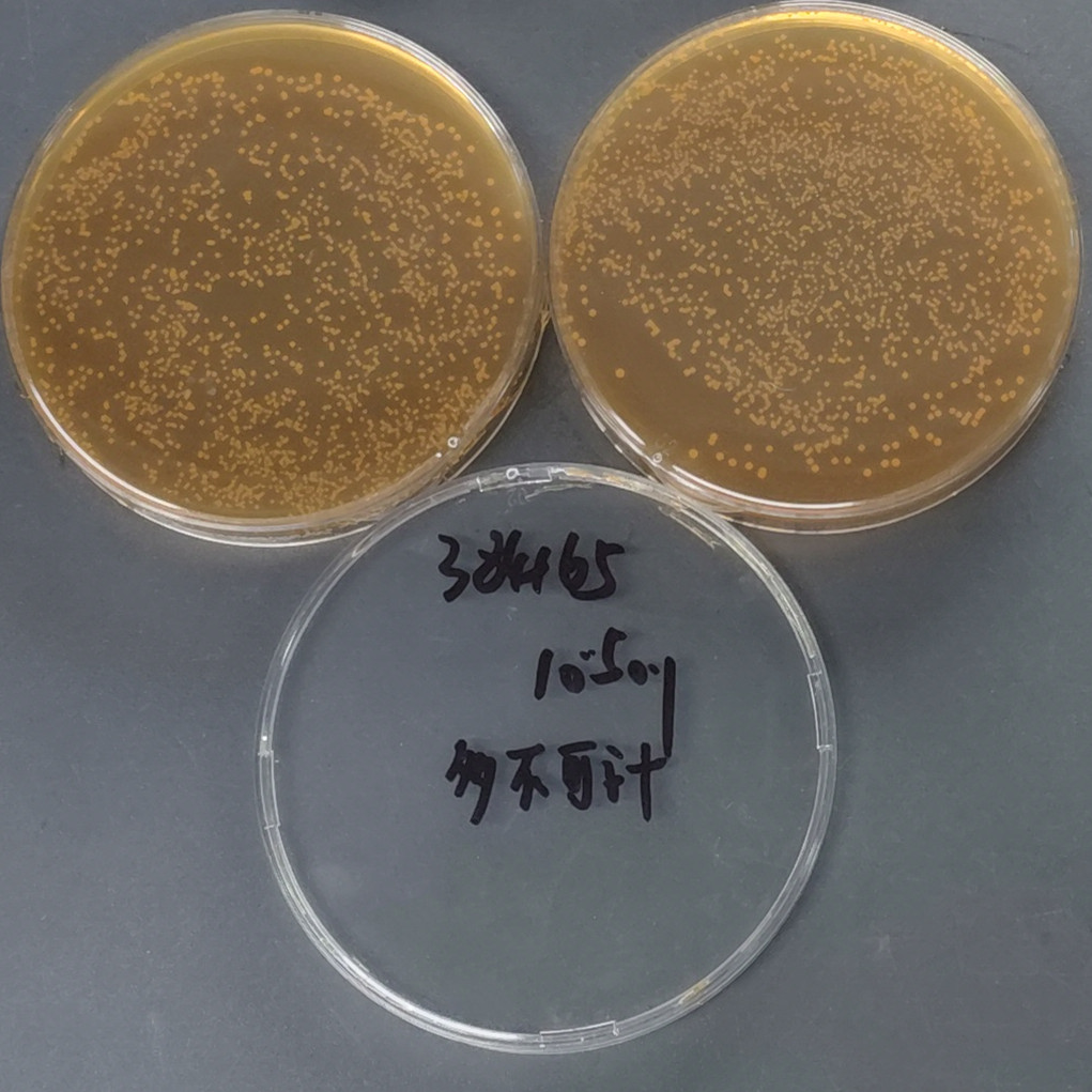 Lactobacillus plantarum-BNCC