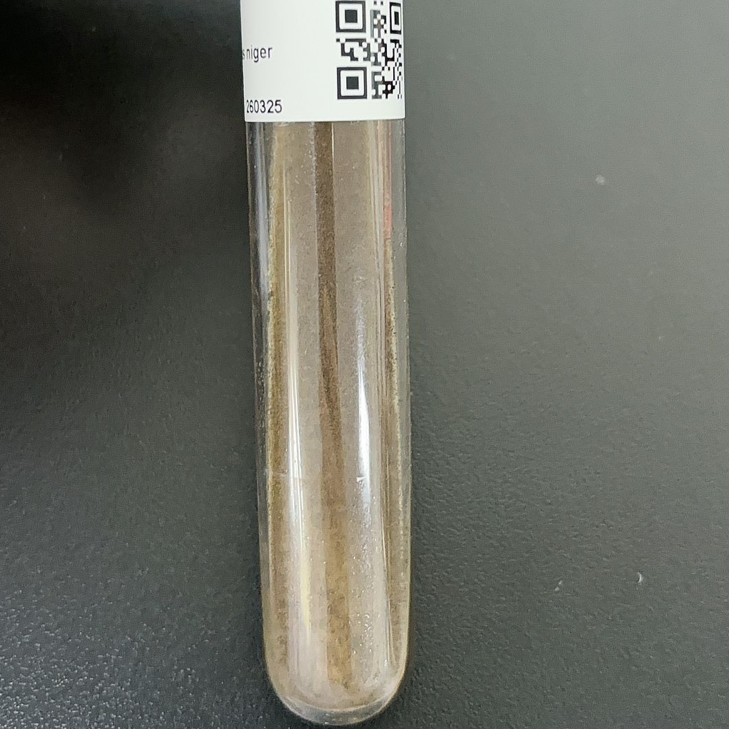Aspergillus niger-BNCC