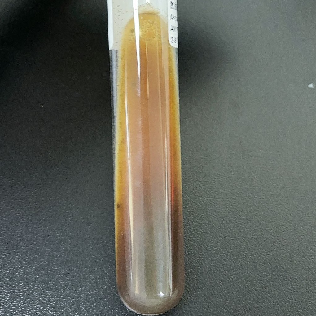Aspergillus niger-BNCC