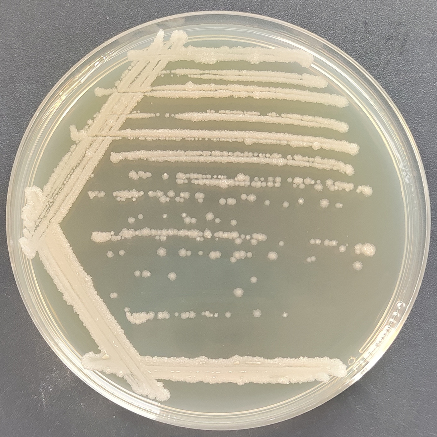 Bacillus amyloliquefaciens plant subspecies-BNCC