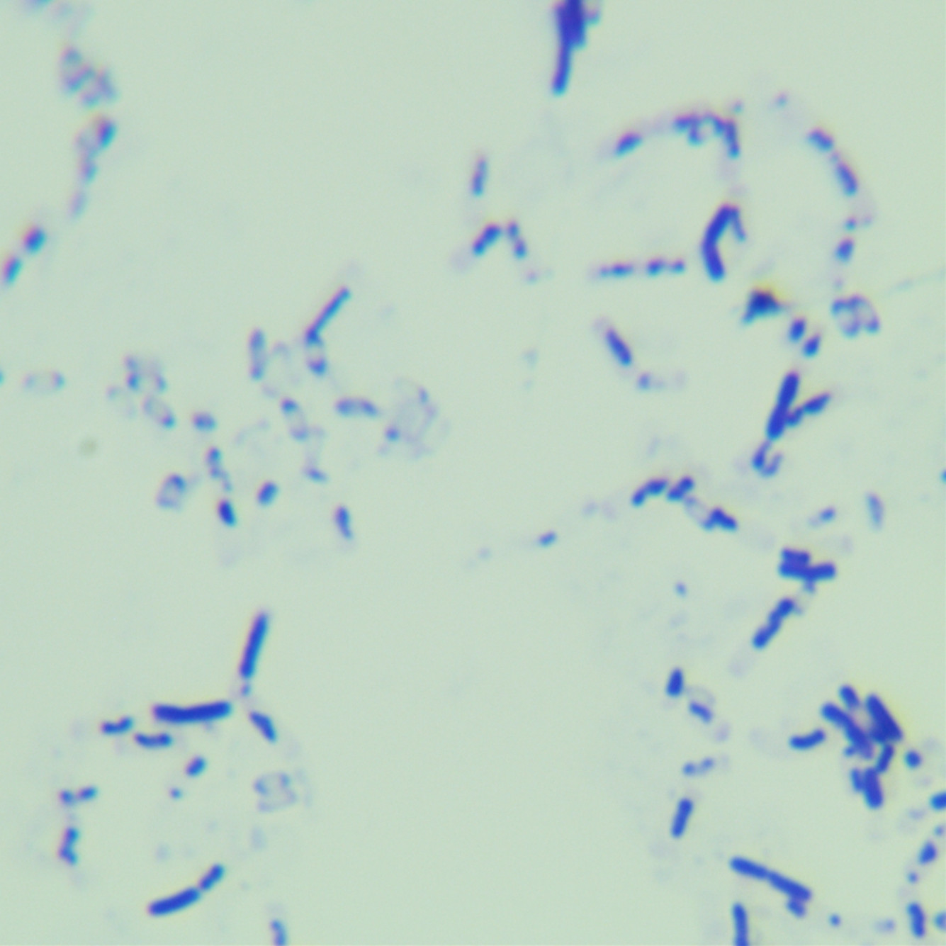 Bacillus amyloliquefaciens plant subspecies-BNCC