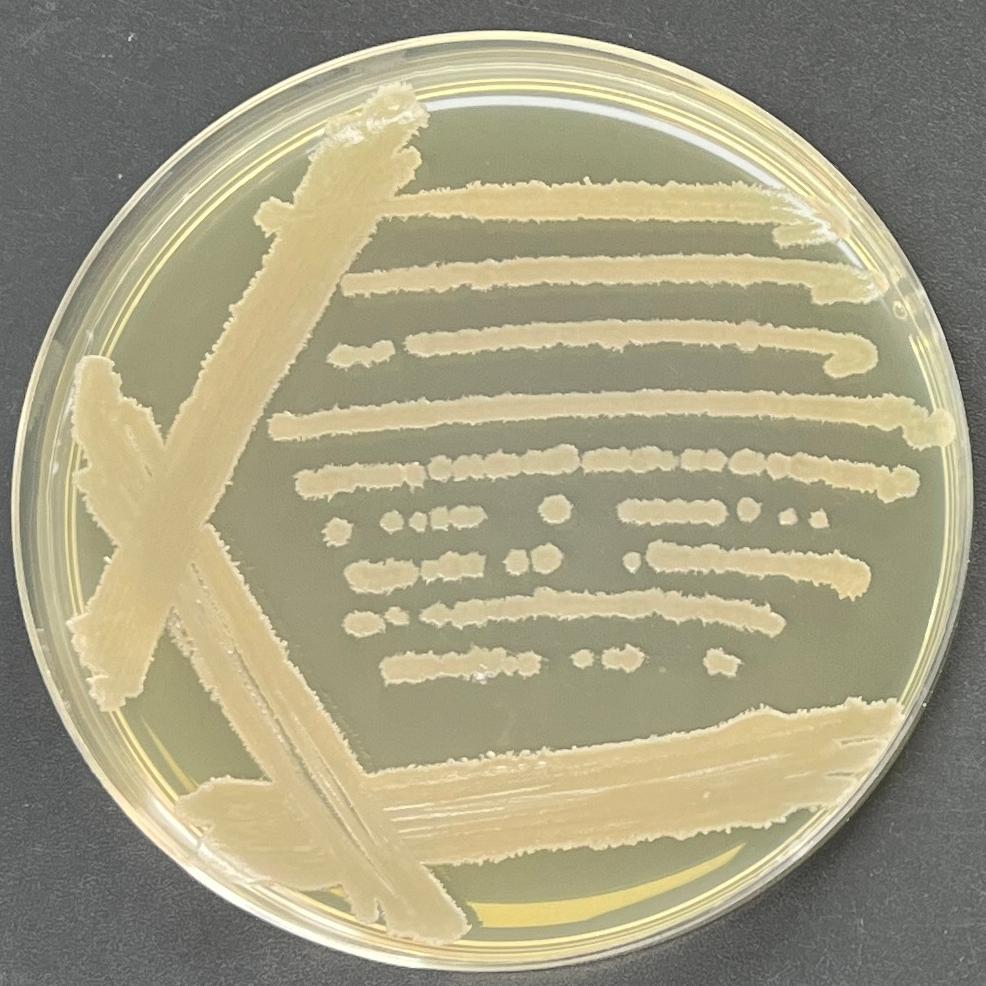 Bacillus licheniformis-BNCC