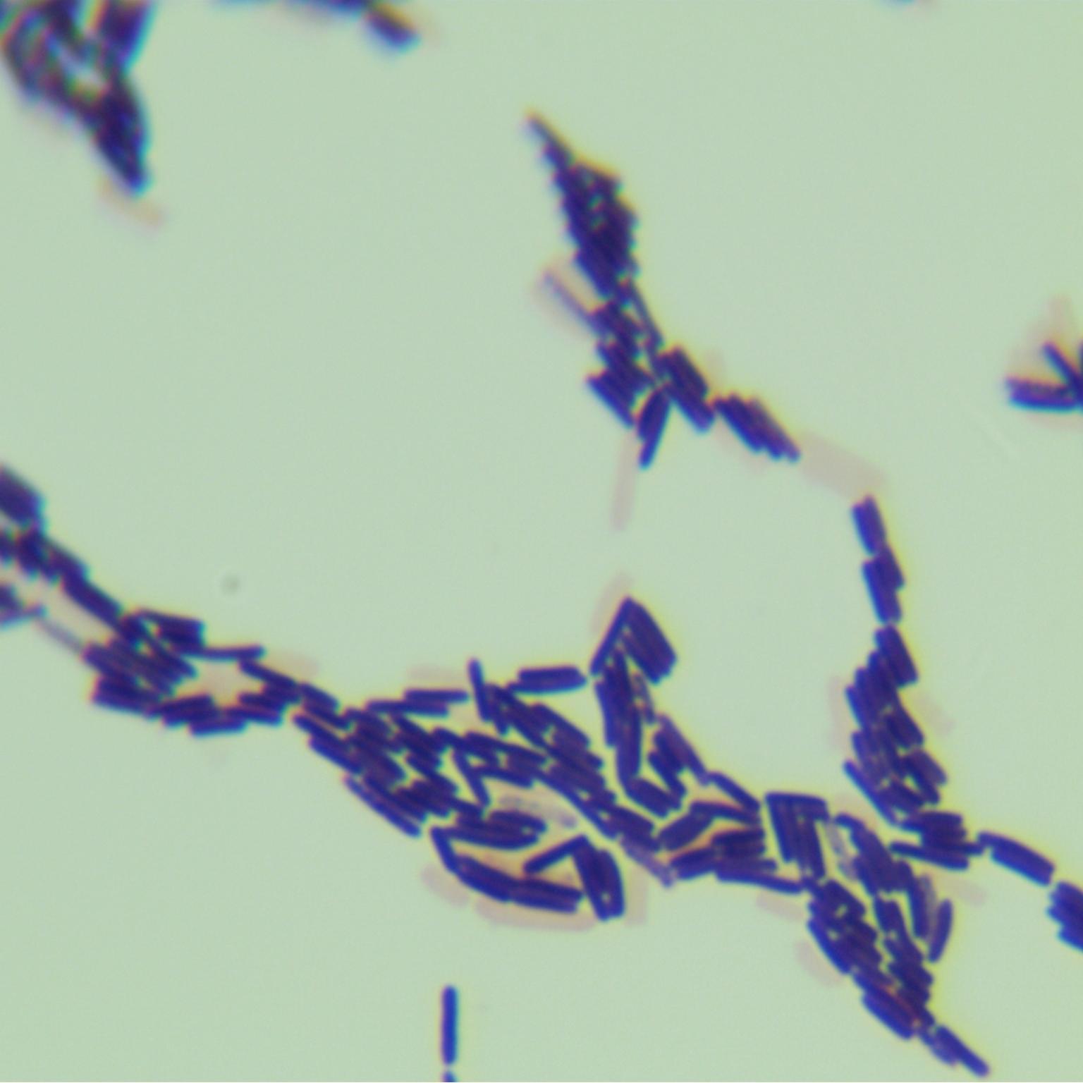 Bacillus licheniformis-BNCC
