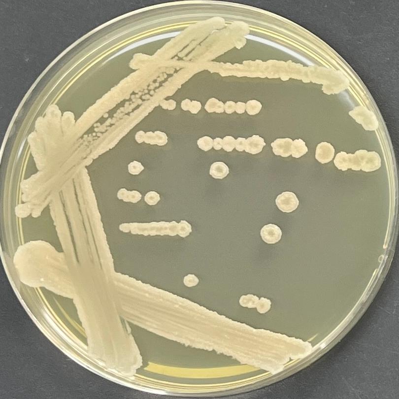 Bacillus amyloliquefaciens-BNCC