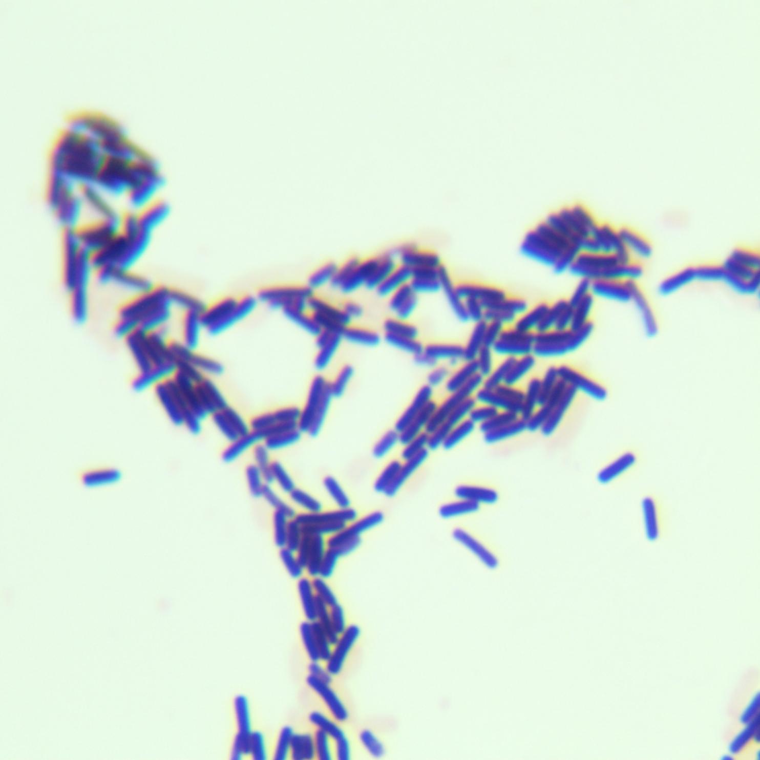 Bacillus amyloliquefaciens-BNCC