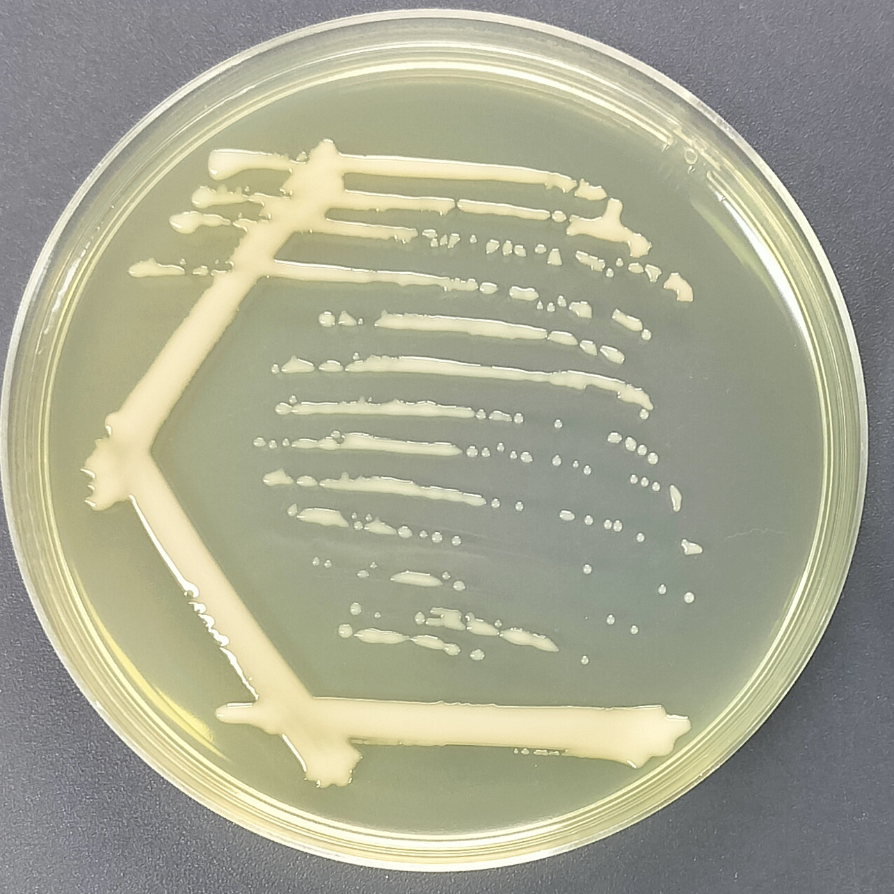 Fecal psychrophilic bacteria-BNCC
